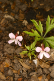 Viola chaerophylloides var. sieboldiana RCP04-06 317.jpg